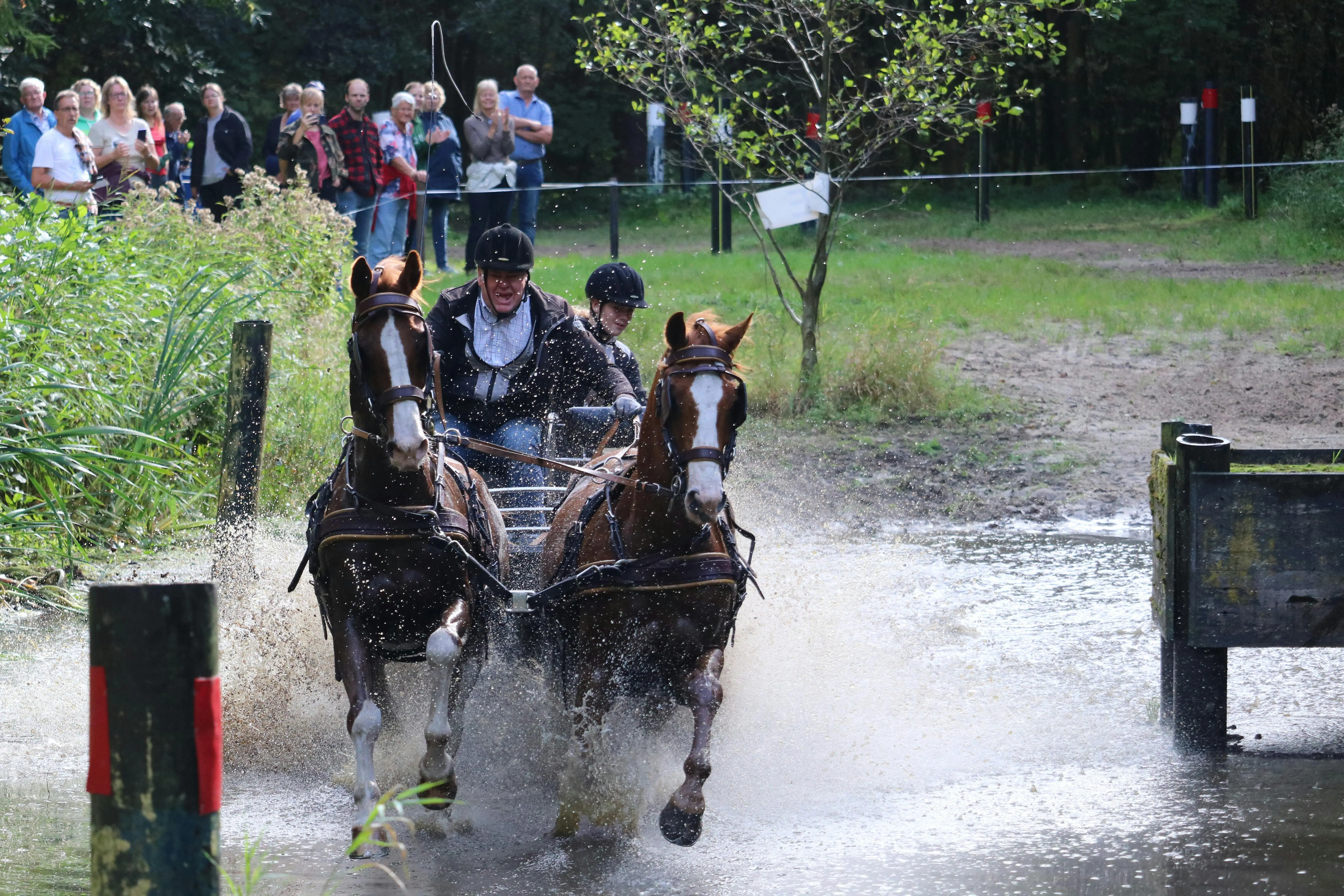 Attelage de deux chevaux dans l'eau