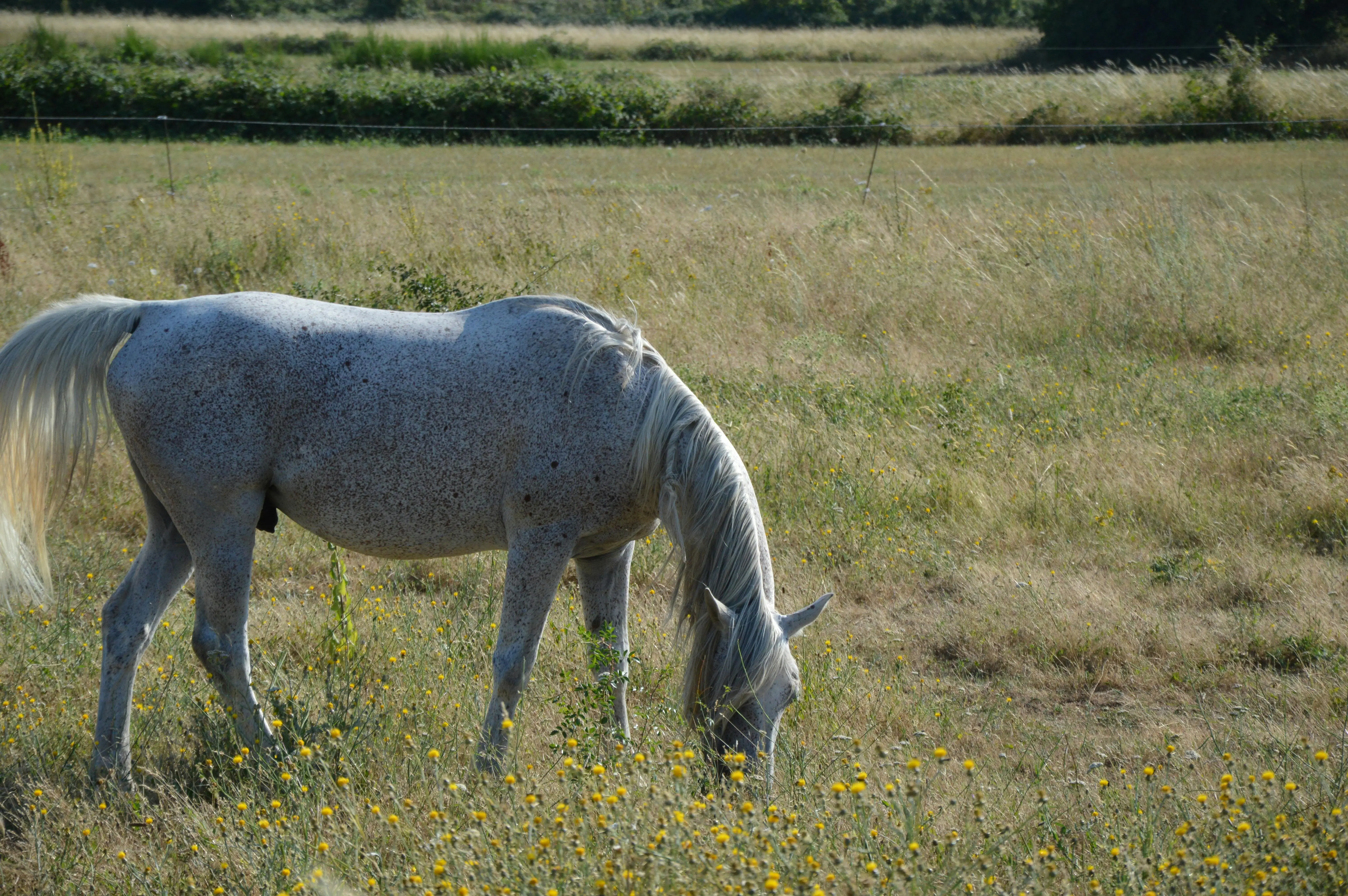 Cheval qui broute dans un pré